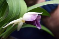 Cochleanthes discolor
