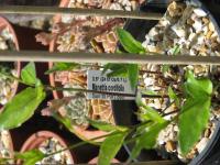 Manéttie cordifolia