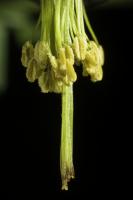 Ancolie viridiflora