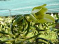 Vanille planifolia