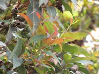 Eucalyptus à feuilles de figuier