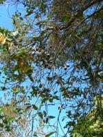 Eucalyptus à feuilles de figuier