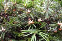 Freycinetia multiflora
