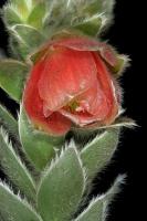 Rose des marais