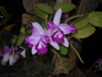 Cattleya intermedia