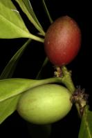 Acokanthère oblongifolia