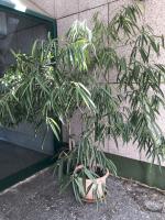 Ficus maclellandii
