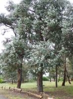 Eucalyptus cinerea