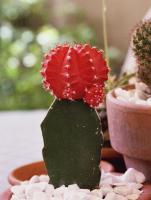 Cactus fraise