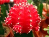 Cactus fraise
