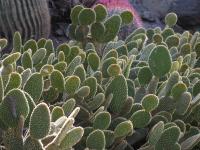 Cactus raquette