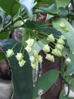 Hoya multiflora