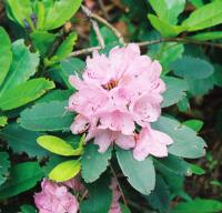Rhododendron pourpre