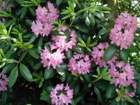 Rhododendron pourpre