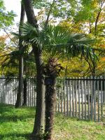 Trachycarpus de Wagner