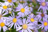 Aster amelle