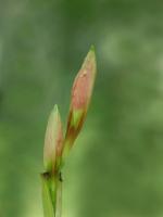 Amaryllis puniceum