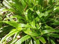 Laîche à feuilles de plantain