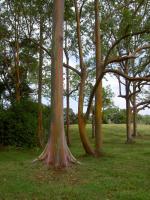 Eucalyptus arc-en-ciel