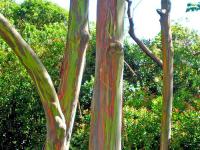 Eucalyptus arc-en-ciel