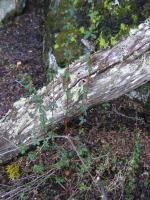 Épine-vinette à feuilles de buis