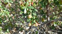 Épine-vinette à feuilles de buis