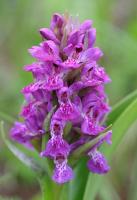Orchis pourpre