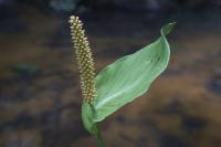 Spathiphyllum blandum