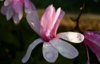Magnolia de Loebner