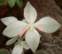 Edelweiss brésilien