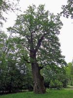 Chêne pédonculé