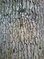 Chêne pédonculé
