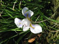 Iris d'Alger