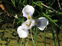 Iris d'Alger