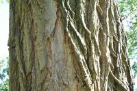 Robinier faux acacia