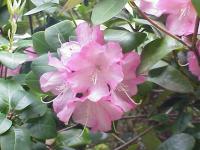 Rhododendron de William