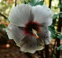 Hibiscus de Chine