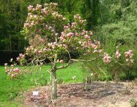 Magnolia à fleur de lis