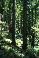 Séquoia