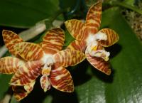 Orchidée papillon