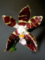 Orchidée papillon