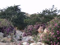 Cyprès de Provence