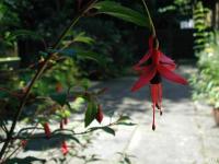 Fuchsia de Magellan