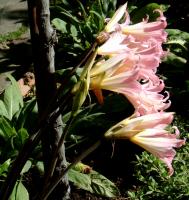 Amaryllis belladonne