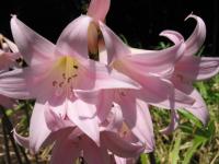 Amaryllis belladonne
