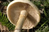 Agrocybe précoce