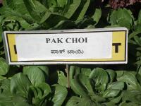Pak-choï