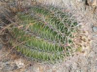 Cactus féroce