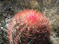 Cactus féroce
