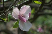 Magnolia de Soulange